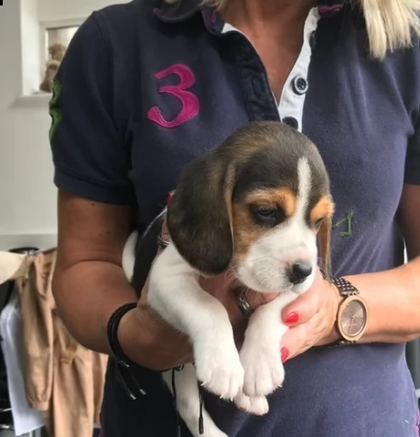 beagle tricolore cuccioli | Foto 1