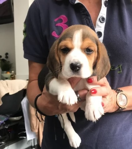 beagle tricolore cuccioli