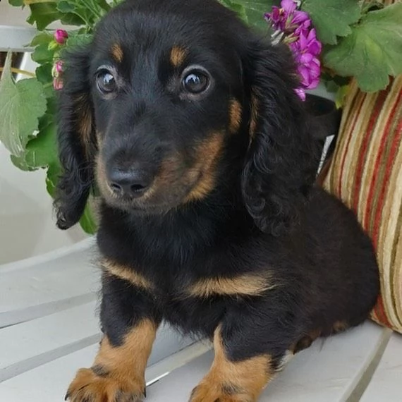 regalo adorabili cuccioli  bassotto femminucce e maschietti disponibili
