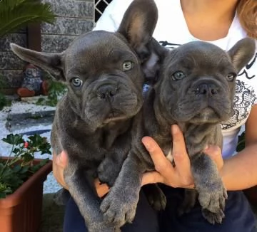 bouledogue - bulldog francese blu | Foto 0