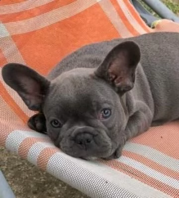 bouledogue - bulldog francese blu