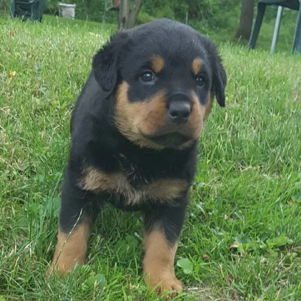 rottweiler puppies for adoption