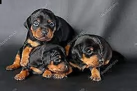 cuccioli di pincher chihuahua mini toy