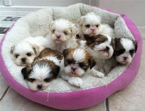 cuccioletti di shitzu mini mini toy 