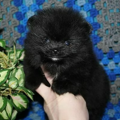  cuccioli di spizt toy bianco/nero 