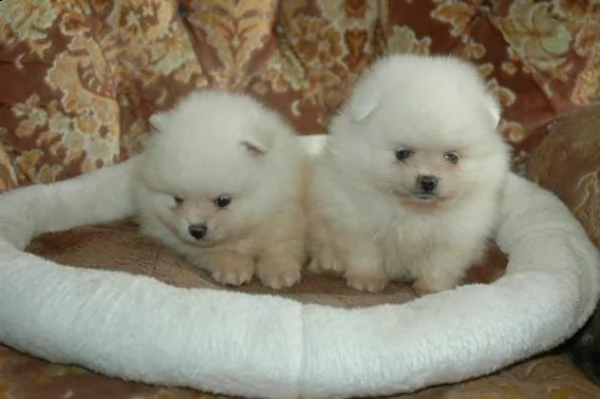 belle  spitz pomerania toy 