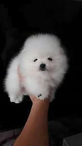 cucciolo di spitz mini toy 