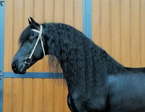 castrone frisone addestrato, gentile, calmo e affettuoso | Foto 1