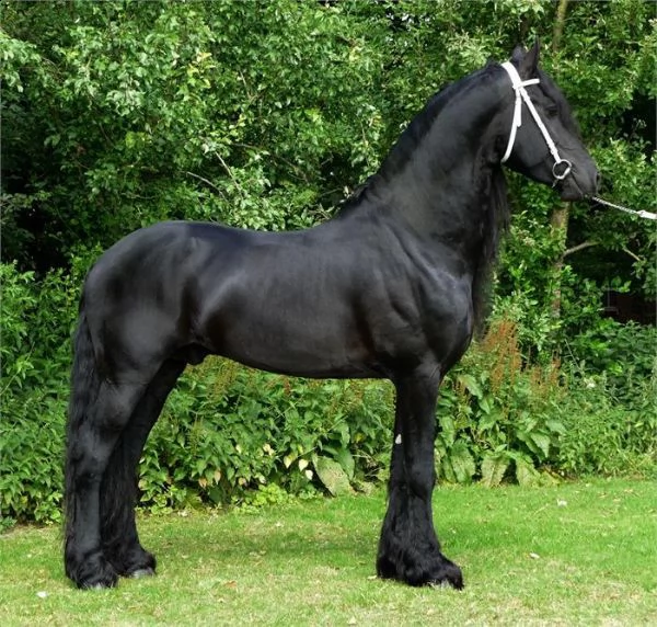 castrone frisone addestrato, gentile, calmo e affettuoso | Foto 0