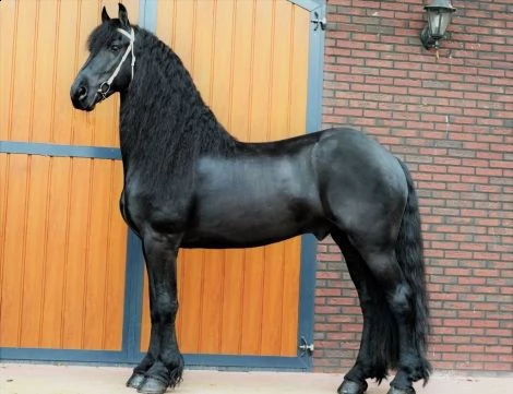 castrone frisone addestrato, gentile, calmo e affettuoso