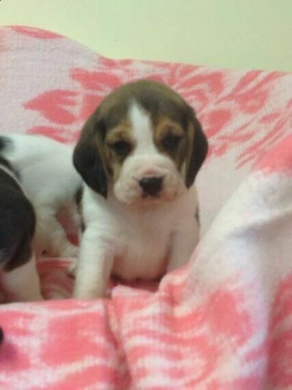 stupendi cucciolotti di beagle, di due mesi