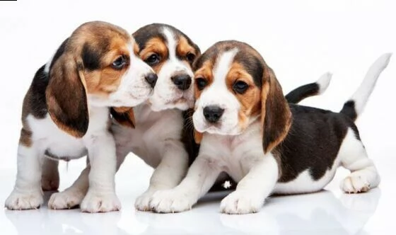 disponibile bellissimo maschietto di beagle disponibile