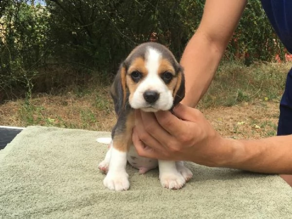 originalissimi cuccioli di beagle 