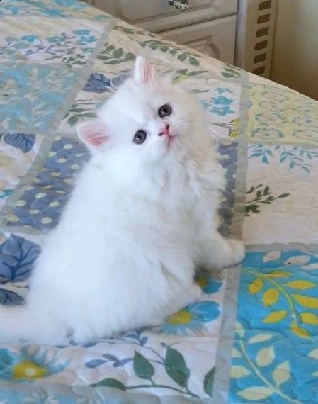 splendidi cuccioli di munchkin di razza pura | Foto 0