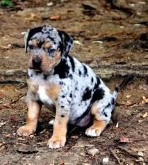 adorabili cuccioli di catahoula leopard 