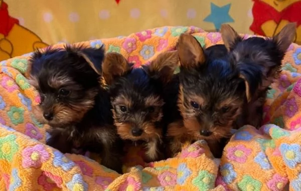 splendidi cuccioli di yorkie  email>>>maria.totti83{at}gmail([.com])
