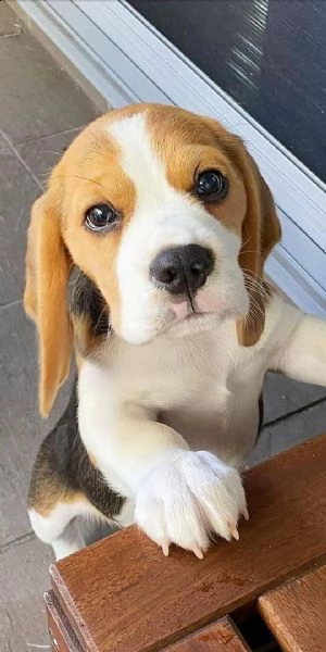 regalo beagle meravigliosi cuccioli di beagle ottima genealogia, gia vaccinati, sverminati e microc