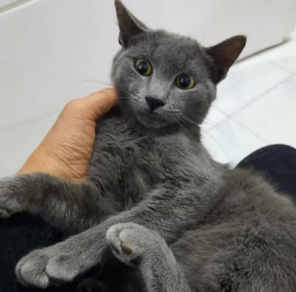 Cuccioloni razza Certosina