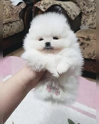  cuccioli di spitz di pomerania 