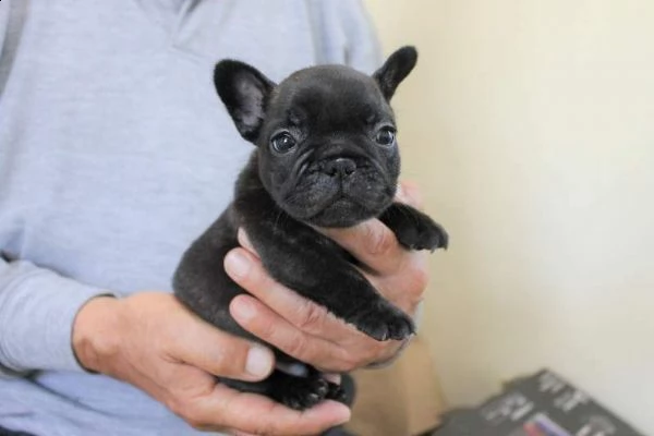 buldog francese buonissimi inteligentissimi