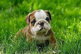  cuccioli di bull dog inglese 