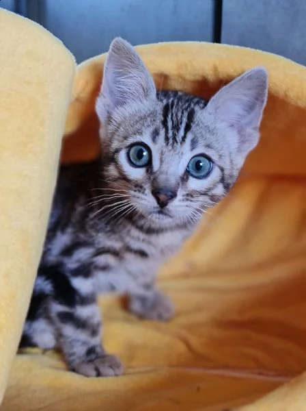 cuccioli bengala | Foto 0