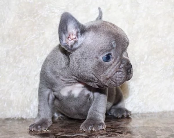 regalo economico cuccioli bulldog francese