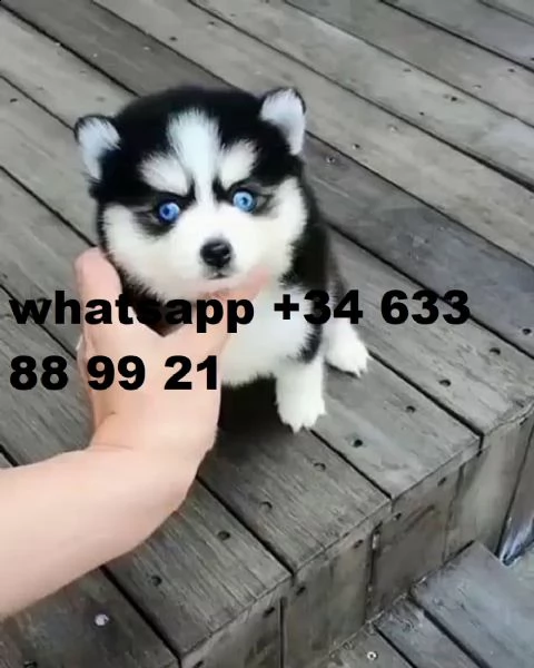 regalo cucciola di husky siberiano | Foto 0
