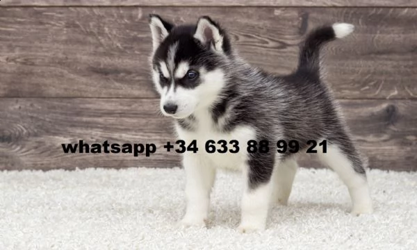 regalo cucciola di husky siberiano