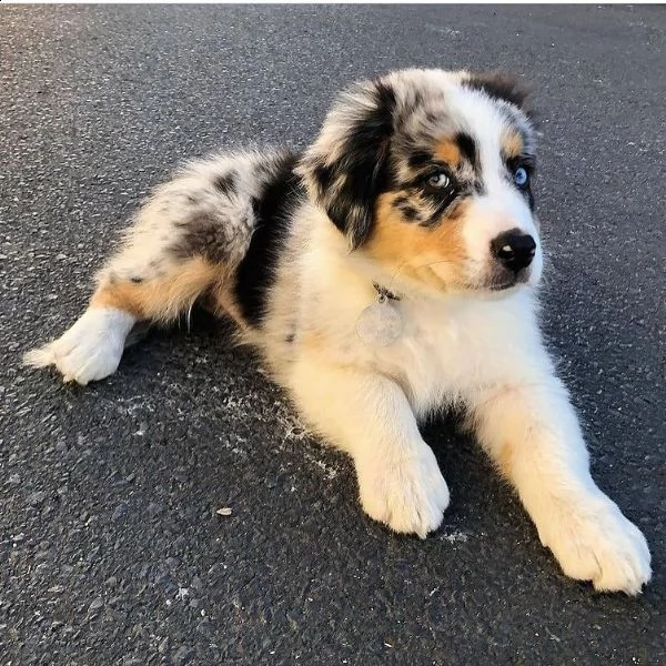 regalo adorabili cuccioli pastore australiano femminucce e maschietti