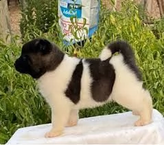 regalo akita-inu  | Foto 0