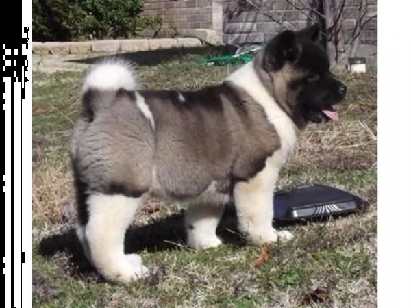 regalo akita-inu 
