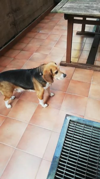 causa trasferimento regalo toby splendido beagle di 6 anni