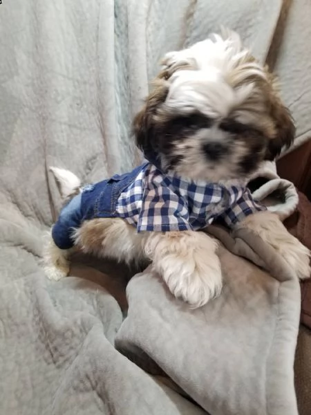 regalo cuccioli di shitzu e-mail  (marieiris783[at]gmail[.com]) grazi meraviglioso il musetto degli shih 