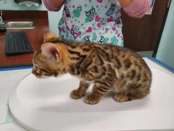disponibili gatti razza bengala!! | Foto 0