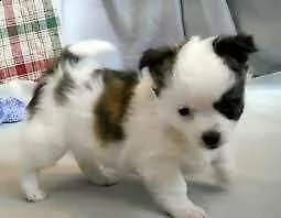 cucciolo di spitz e maltese mini toy 