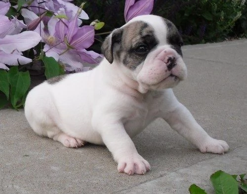 meravigliosi cuccioli bouledogue francese | Foto 0