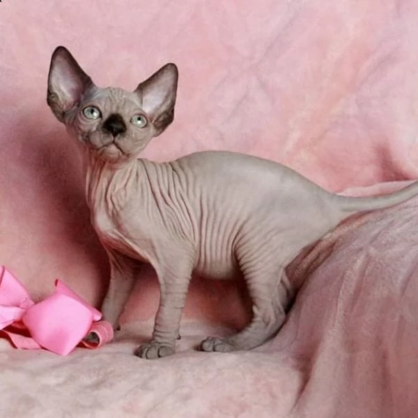 regalo cucciolo gattini canadian sphynx | Foto 0