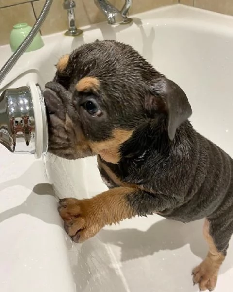  regalo   bulldog inglese