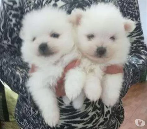 cucciolotti di volpino pomerania bianco
