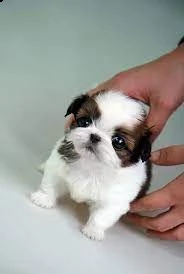   regalo shih-tzu  toy | Foto 0