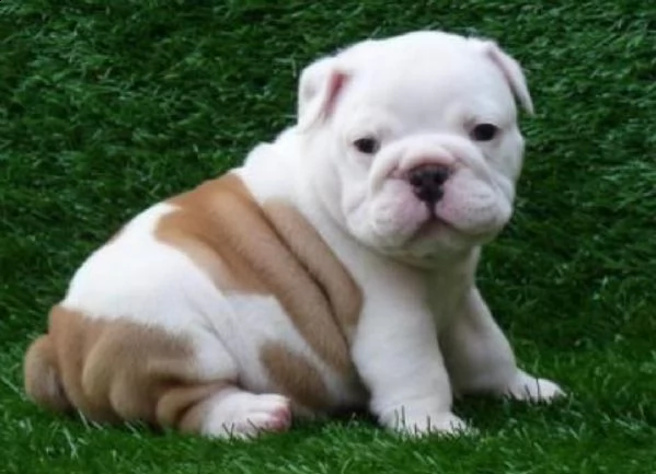  regalo bulldog inglese cuccioli disponibili cuccioli disponibili bulldog inglese cuccioli disponibi