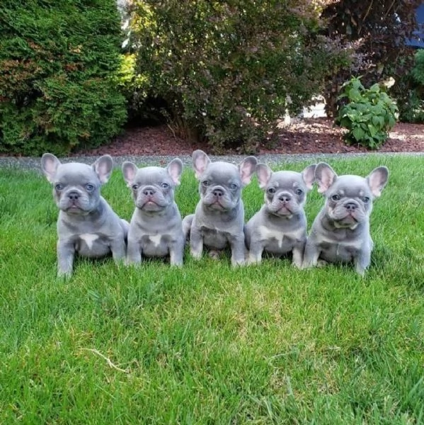 bulldog francese in adozione