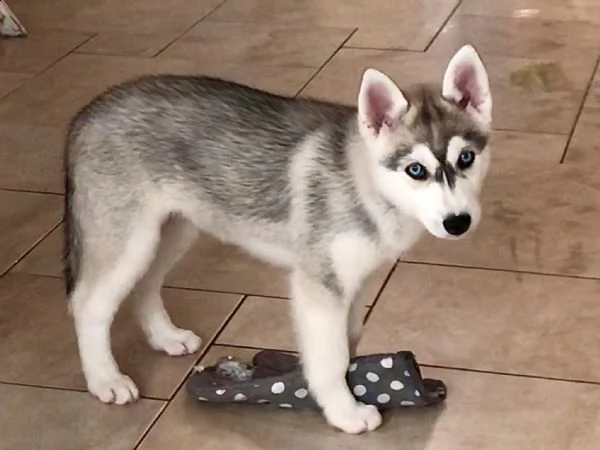 bellissima cucciola | Foto 0