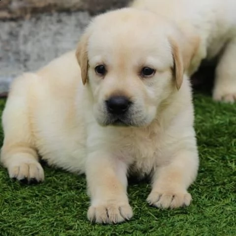 regalo cuccioli di labrador  | Foto 0