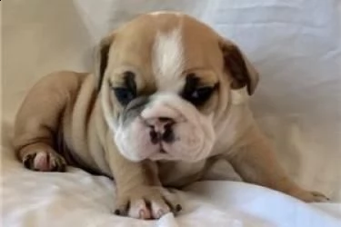 regalo   bulldog inglese