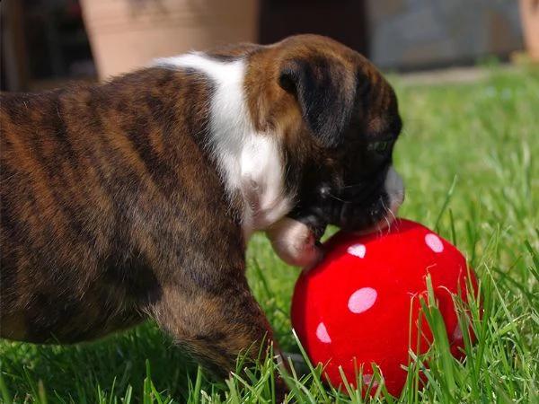 regalo boxer | Foto 0