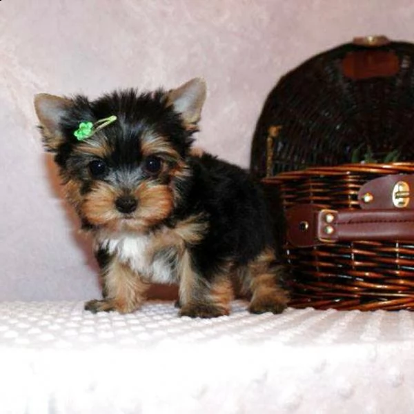regalo yorkshire  | Foto 0