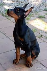 regalo dobermann 
