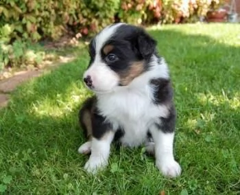 email : arwenbrades10[at]gmail[.com] adorabili cuccioli di australiano pastore femminucce e maschietti di | Foto 0